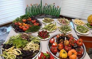 Pursaklar’ın Ata Bahçesi’nde bereketli hasat