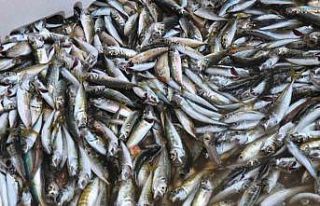 Rizeli Balıkçılar "Vira Bismillah" dedi