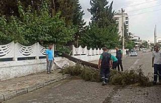 Sağanak yağışa dayanamayan ağaç devrildi