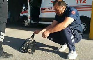 Sağlık çalışanının elleriyle beslediği karga...