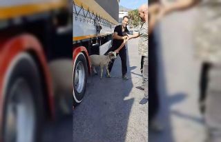 Sahibinin elinden kaçan koç kara yolunda dakikalarca...