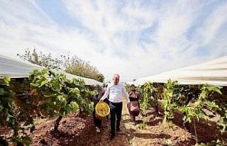 Salkım güvesiyle mücadele tarla gününde anlatıldı