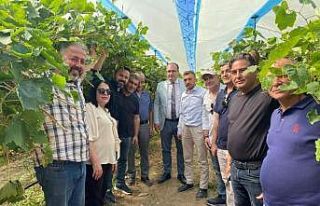 Sarıgöl’de örtü altı üzüm yetiştiriciliği...