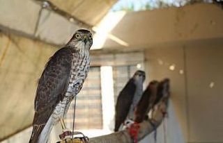 Şehir merkezine inen atmaca mağazaya girdi