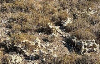 Şehre inen çakallar büyükbaş ve küçükbaş...