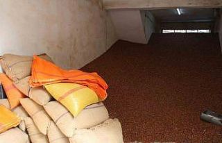 Serbest piyasada fındık 100 TL’ye ulaştı