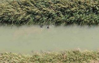 Serinlemek için girdiği sulama kanalında kaybolan...