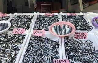 Sezonun ilk yerli hamsisi 100 TL’den tezgahtaki...