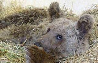 Silahla yaralanan ayı tedavi altına alındı