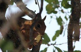 Sincabın meşe palamudu keyfi