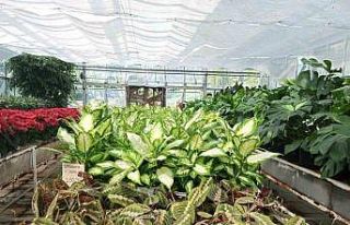 Sincan Belediyesinin çiçek serası rengarenk