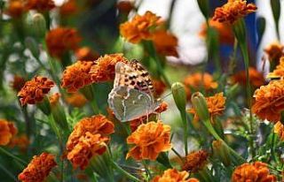 Şırnak’ta kelebekler son günlerini yaşıyor