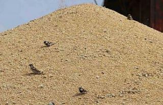 Sivas’ta tüccarlarda hububat alımı yoğunluğu