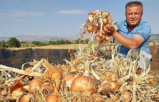 Soğan çiftçinin yeni umudu oldu