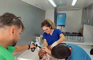 Sokak hayvanlarına yönelik çalışmalar sürüyor