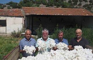 Söke Ziraat Odası pamukta fiyat beklentisini açıkladı