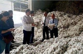 Söke’de pamuk hasadı kaliteyi korumak için denetlemeler...