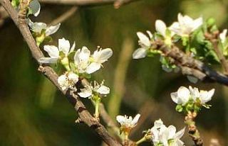 Sonbaharda çiçek açan erik ağacı görenleri hayrete...