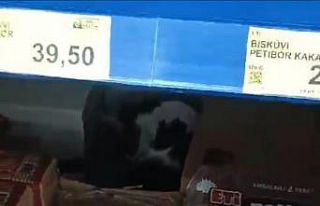 Sultangazi’de BİM’e giren kedi ürünlerin arasında...