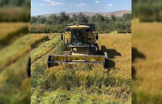 Sungurlu’da çeltik hasadı başladı