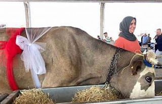 Süt sağma yarışmasında renkli görüntüler yaşandı