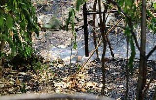 Taşova’da örtü yangını ormana sıçramadan...