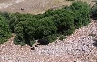 Teknolojik çoban sürüye saldıran kurdu dronla...