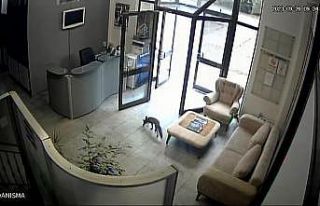 Televizyon binasına giren tilki ortalığı birbirine...