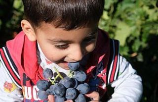 Tescilli Cimin üzümü hasadı sürüyor