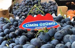 Tescilli Cimin üzümünde hasat zamanı