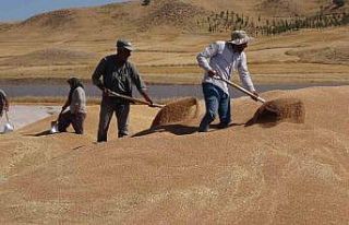 TMO Yozgat genelinde 800 bin ton hububat alımı gerçekleştirdi