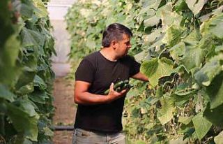 Tokat’ta sera üreticileri salatalıktan bu yıl...