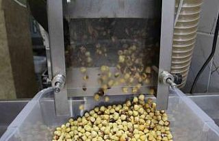 Toplaması ve kurutması bitti, şimdi sıra kırmasında...