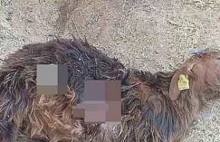 Tunceli’de aç kalan ayılar, hayvanlara zarar vermeye...