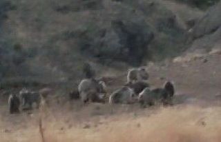 Tunceli’de bozayılar grup halinde görüntülendi