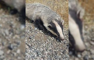 Türkiye’de nadir görülüyordu, ölüsü bulundu