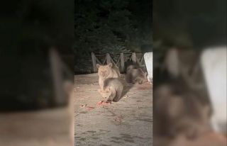 Uludağ’da aç kalan ayılar çöp konteynerlerini...