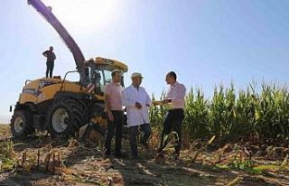 Üniversitede 140 dönüm silajlık mısır hasadı