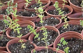 Üniversitede yetiştirilen kekik, üreticilere gelir...