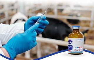 Üreticilere şap aşısı uyarısı