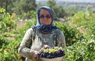 Uşak’ta bağ bozumu başladı