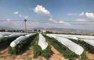 Üzümler branda örtülerle koruma altına alındı