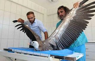 Van’da 200 yaban hayvanı tedavi edilerek doğaya...