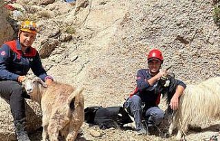 Van’da keçi kurtarma operasyonu