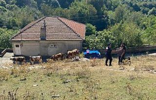 Vatandaşın kayıp hayvanlarını jandarma buldu