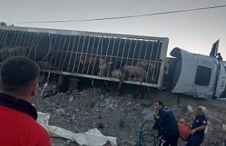 Virajı alamayan hayvan yüklü tır devrildi