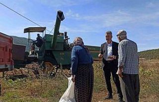 Yağlık ayçiçek üretimi rekor kırdı
