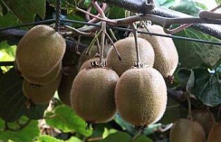 Yalova kivisi bu yıl üreticisinin yüzünü güldürecek