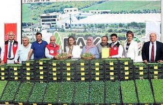 Yalova’da çiftçilere 490 bin adet sebze fidesi...