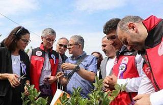 Yalova’nın coğrafi işaretli meyvesi aronyada...